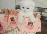 Scottish Folds and Scottish straight - Scottish Fold Kitten For Sale - 