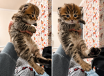 Nala from Lion King Litter - Siberian Kitten For Sale - Belchertown&comma; MA&comma; US