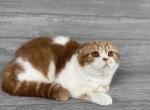 Charlie - Scottish Fold Kitten For Sale - Wendell&comma; NC&comma; US