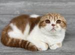 Charlie - Scottish Fold Kitten For Sale - Wendell&comma; NC&comma; US