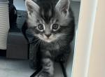 Maine coon - Maine Coon Kitten For Sale - Charlotte&comma; NC&comma; US
