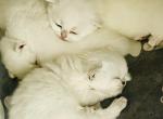 Scottish - Scottish Straight Kitten For Sale - Ontario&comma; NY&comma; US
