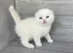 Tisha - Scottish Fold Kitten For Sale - 