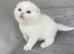 Tisha - Scottish Fold Kitten For Sale - 