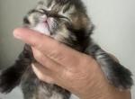 Scottish  longhair - Scottish Straight Kitten For Sale - Ontario&comma; NY&comma; US