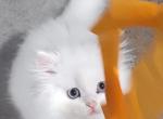 All White Blue Eyes - Persian Kitten For Sale - Parma&comma; OH&comma; US