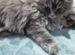Blue Cream Persian Kitten - Persian Kitten For Sale - Parma&comma; OH&comma; US
