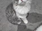 Blue White Persian Kitten - Persian Kitten For Sale - Parma&comma; OH&comma; US