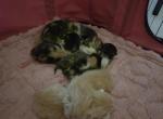 Half Siamese Kittens LAST Litter - American Shorthair Kitten For Sale - Charlotte&comma; NC&comma; US