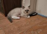 Lance - Ragdoll Kitten For Sale - 