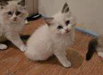 Lilly - Ragdoll Kitten For Sale - 