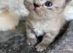 Rare Colors Exceptional Quality Persians - Persian Kitten For Sale - Grosse Pointe Park&comma; MI&comma; US