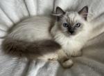Ragdoll - Ragdoll Kitten For Sale - 