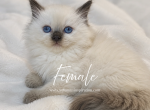 Available kittens - Ragdoll Kitten For Sale - Boston&comma; MA&comma; US