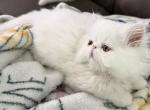 Persian white boys ready to go - Exotic Kitten For Sale - Altamonte Springs&comma; FL&comma; US