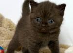Gioia - British Shorthair Kitten For Sale - Pembroke Pines&comma; FL&comma; US
