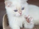 Xander - British Shorthair Kitten For Sale - Pembroke Pines&comma; FL&comma; US