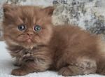 Urban&lowbar; - British Shorthair Kitten For Sale - Pembroke Pines&comma; FL&comma; US