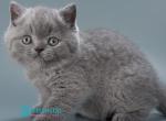 Ollie - British Shorthair Kitten For Sale - Pembroke Pines&comma; FL&comma; US