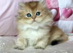 Adam - British Shorthair Kitten For Sale - Pembroke Pines&comma; FL&comma; US
