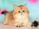 Romeo - British Shorthair Kitten For Sale - Pembroke Pines&comma; FL&comma; US