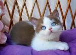 Steven - British Shorthair Kitten For Sale - Pembroke Pines&comma; FL&comma; US