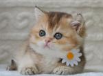 Cora - British Shorthair Kitten For Sale - Pembroke Pines&comma; FL&comma; US