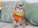 Mario - British Shorthair Kitten For Sale - Pembroke Pines&comma; FL&comma; US
