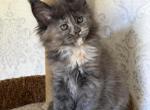 Tilly - Maine Coon Kitten For Sale - Pembroke Pines&comma; FL&comma; US