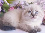 Dorothea - Siberian Kitten For Sale - Pembroke Pines&comma; FL&comma; US