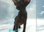 Orville - Oriental Kitten For Sale - Norwalk&comma; CT&comma; US