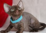 Makar - Devon Rex Kitten For Sale - Norwalk&comma; CT&comma; US