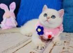 Lady - Scottish Straight Kitten For Sale - Hollywood&comma; FL&comma; US