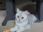 Yogi - British Shorthair Kitten For Sale - Johns Creek&comma; GA&comma; US