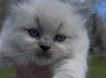 Matys Ragdoll kittens - Ragdoll Kitten For Sale - Iron River&comma; MI&comma; US