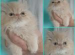 ONLY baby BOY this summer - Persian Kitten For Sale - PA&comma; US