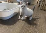 Patches Baby - Domestic Kitten For Sale - San Antonio&comma; TX&comma; US
