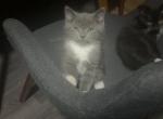 Himalayan Kittens - Himalayan Kitten For Sale - Chicago&comma; IL&comma; US
