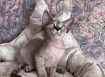 Luntik - Devon Rex Kitten For Sale - Brooklyn&comma; NY&comma; US