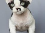 Bobby - Devon Rex Kitten For Sale - Brooklyn&comma; NY&comma; US