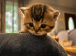 Celine - British Shorthair Kitten For Sale - Gainesville&comma; GA&comma; US