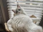 Ivy - Ragdoll Kitten For Sale - Charlotte&comma; NC&comma; US