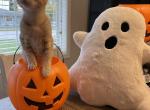 Penny - Domestic Kitten For Adoption - Belshaw&comma; IN&comma; US