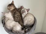 Bengal kittens - Bengal Kitten For Sale - Miami&comma; FL&comma; US