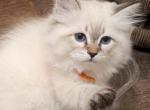Jasper - Siberian Kitten For Sale - Tallahassee&comma; FL&comma; US