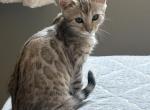 Iris - Bengal Kitten For Sale - CO&comma; US