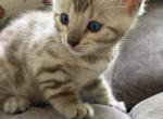 Amber - Bengal Kitten For Sale - CO&comma; US