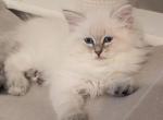 Juno - Siberian Kitten For Sale