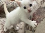 Snowball 3 - Siamese Kitten For Sale - Janesville&comma; MN&comma; US