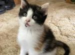 Callie - Siamese Kitten For Sale - 